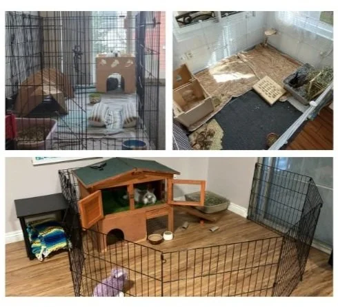 Flooring Tips — San Diego House Rabbit Society