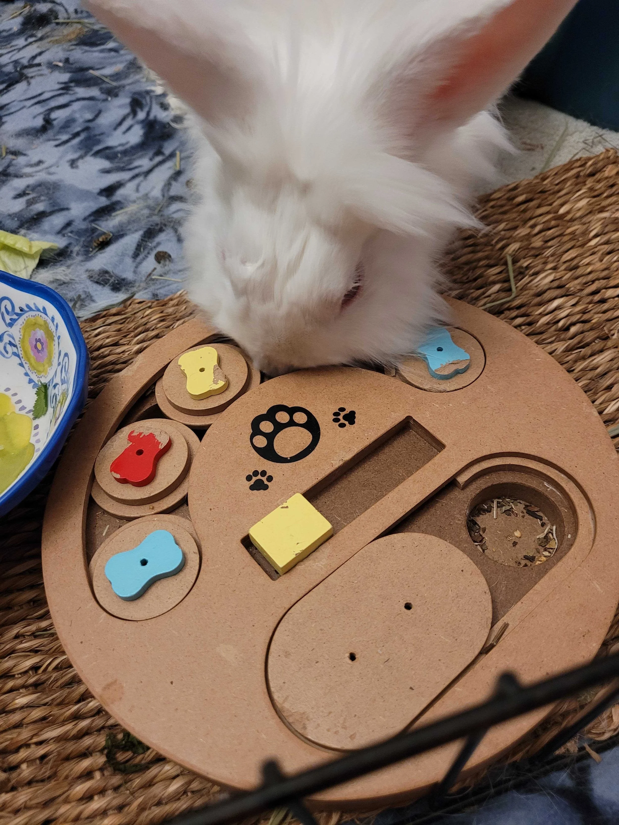 Providing a Safe and Fun Alternative Space — San Diego House Rabbit Society