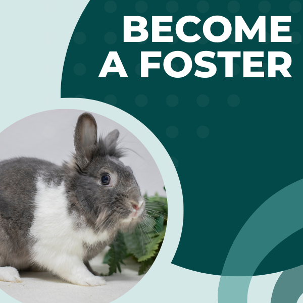 Foster Volunteer — San Diego House Rabbit Society