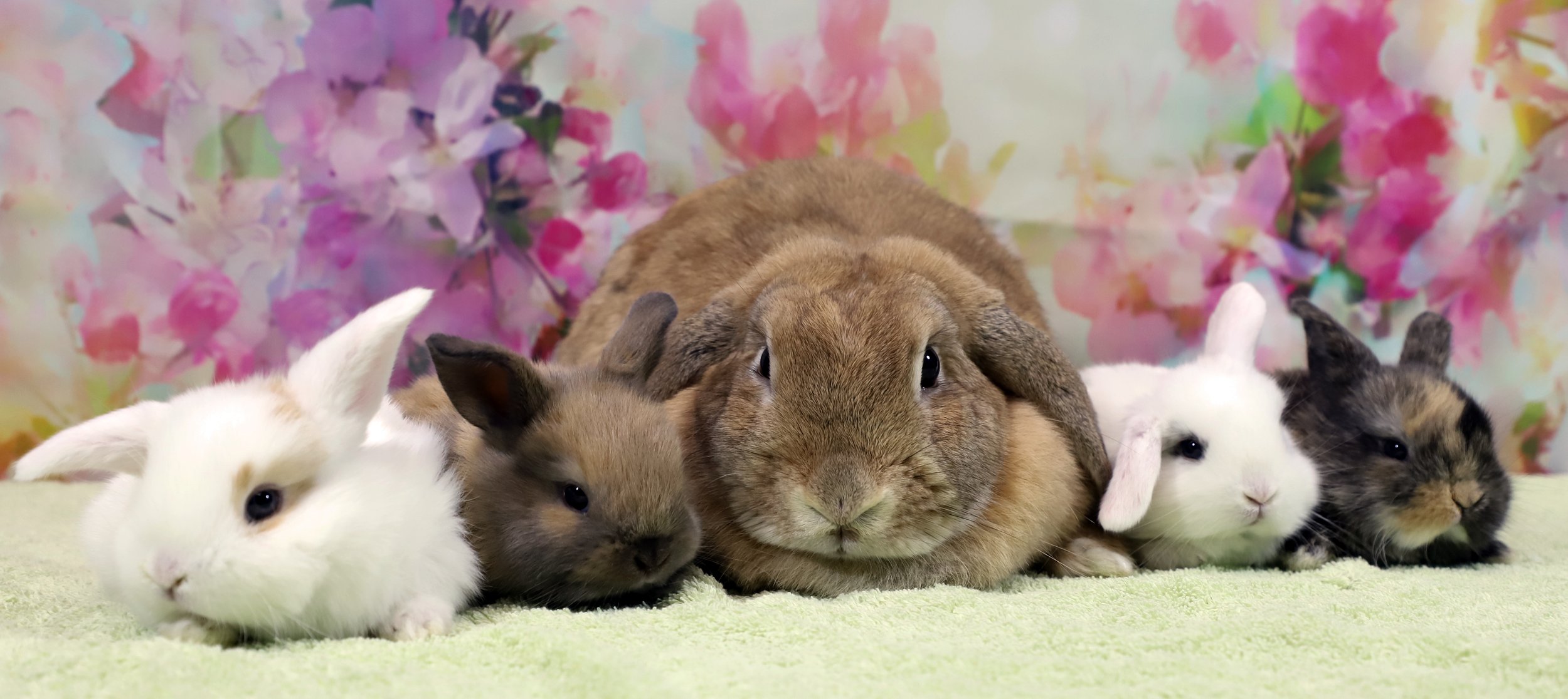 Get Your Rabbit Spayed Neutered — San Diego House Rabbit Society