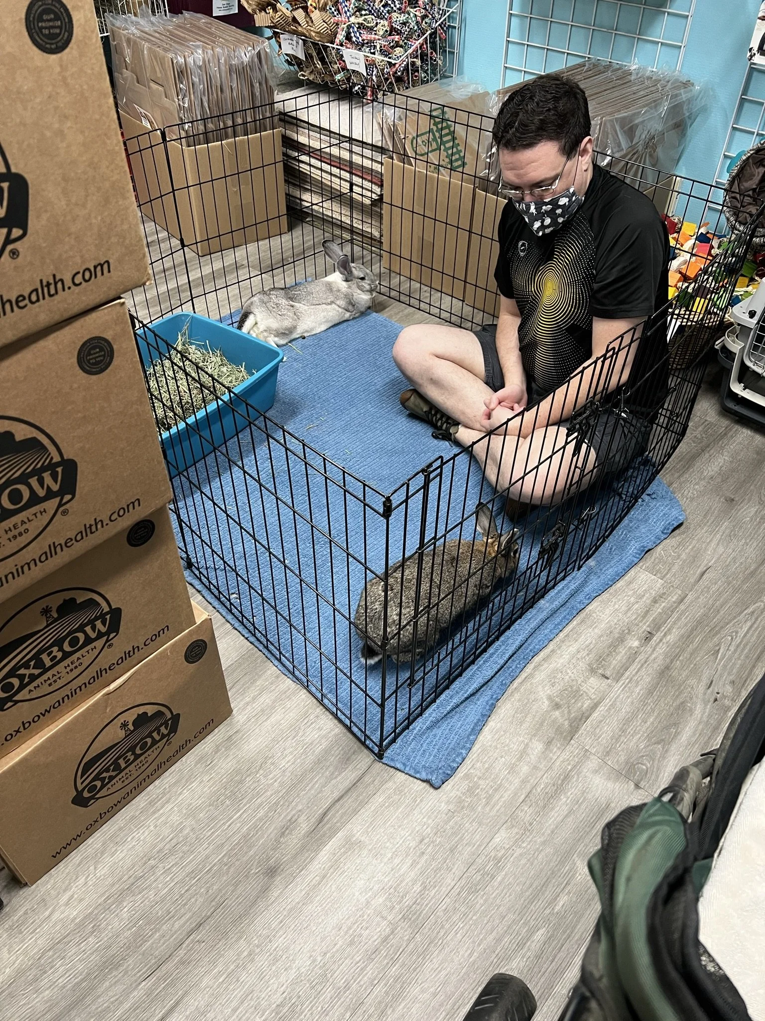 Finding Your Rabbit A Companion