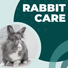 Rabbit Care Volunteer — San Diego House Rabbit Society