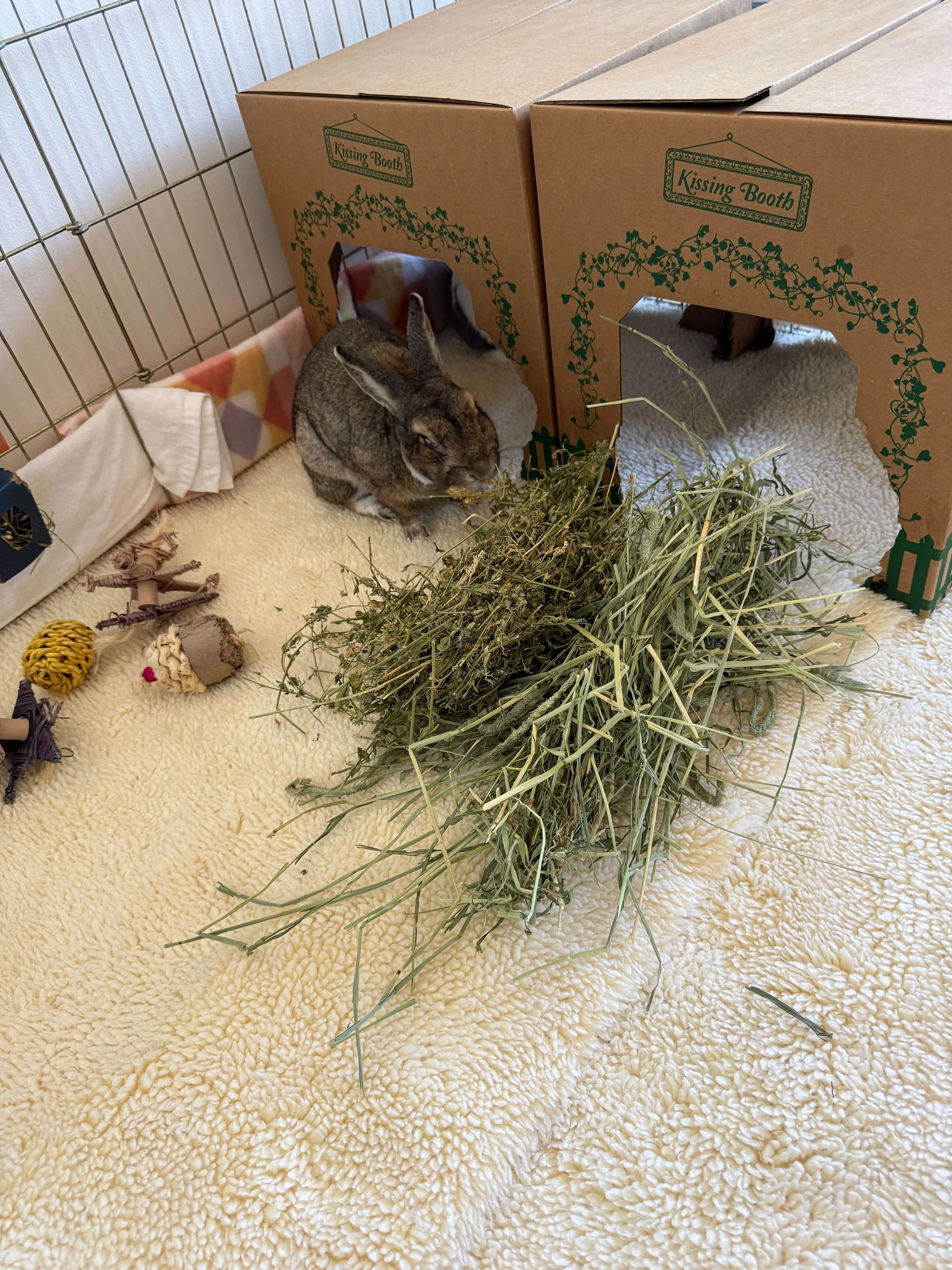 Playpen Setup for Senior and Disabled Rabbits — San Diego House Rabbit ...