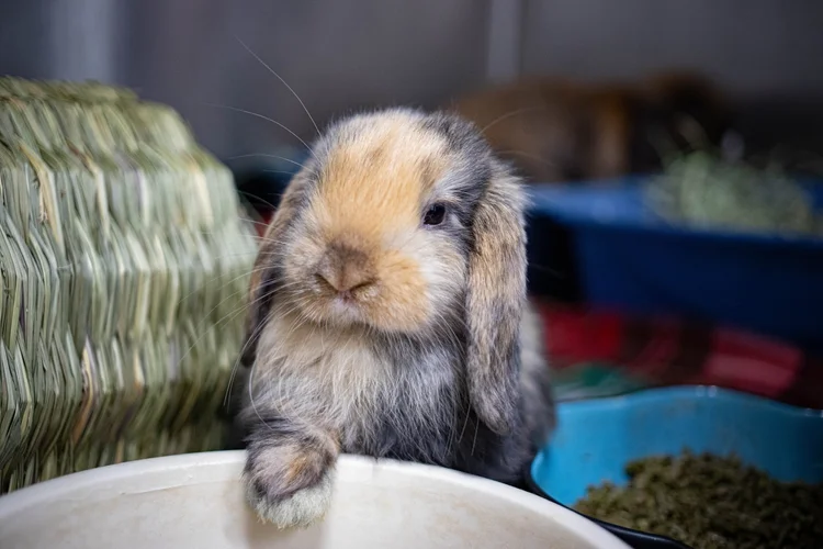 Sdf Rabbit San Diego House Rabbit Society