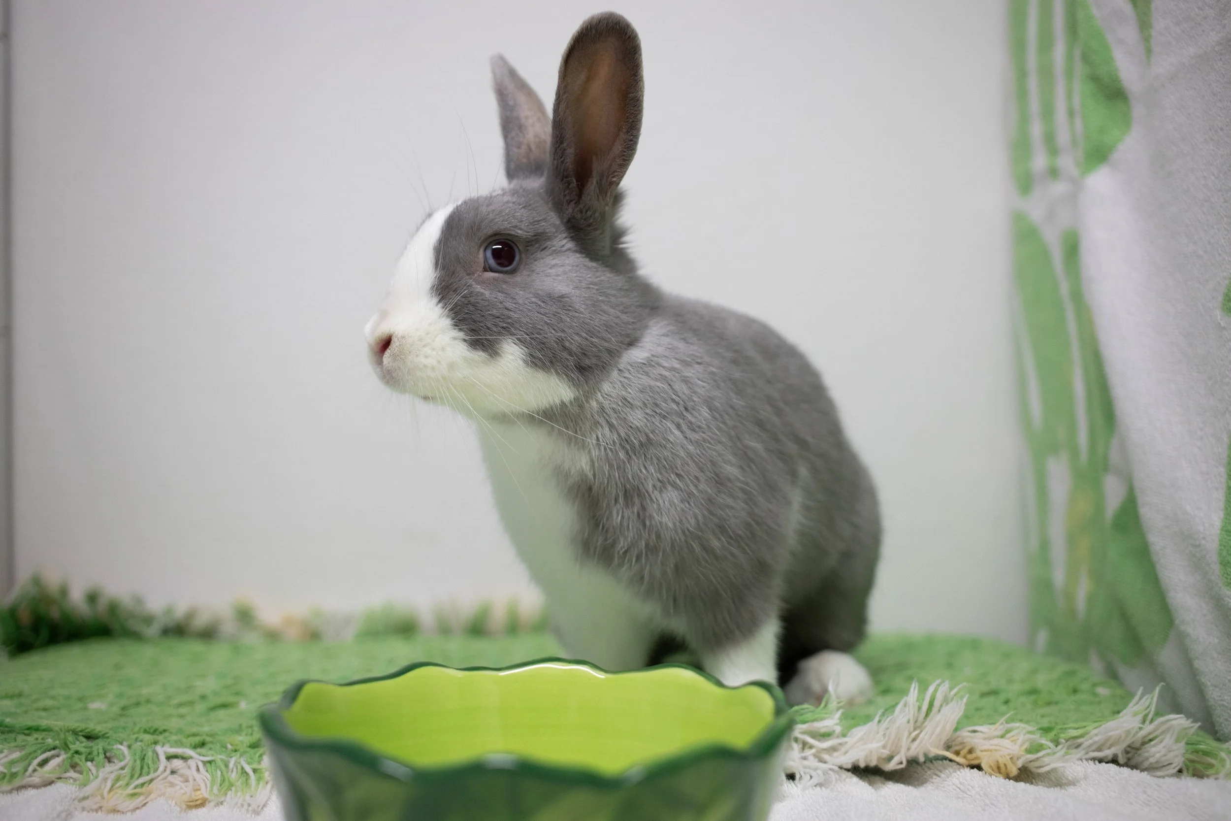 Sdf Rabbit San Diego House Rabbit Society