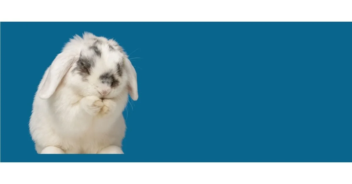 San Diego House Rabbit Society