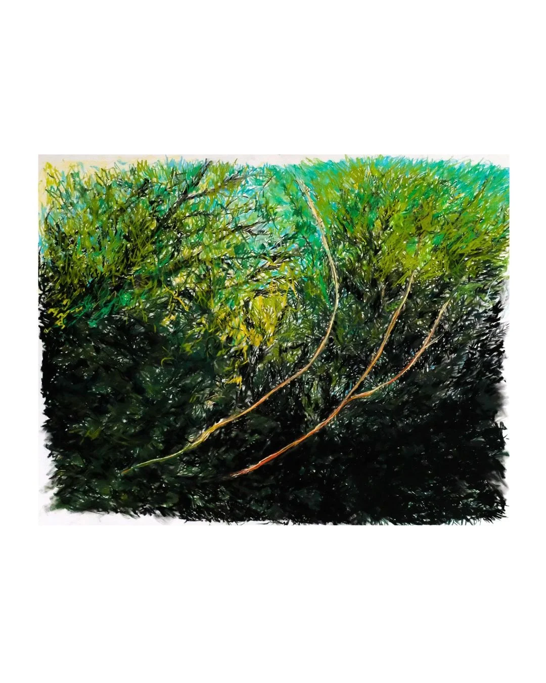 Glas - Stócach - Sapling,  Oct. 2025, soft pastels & charcoal on paper, 38 x 50"