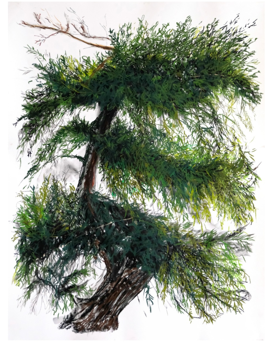 Douglas Fir outside window, Dec. 2025, soft pastels & charcoal on paper 2025, 38 x 50"