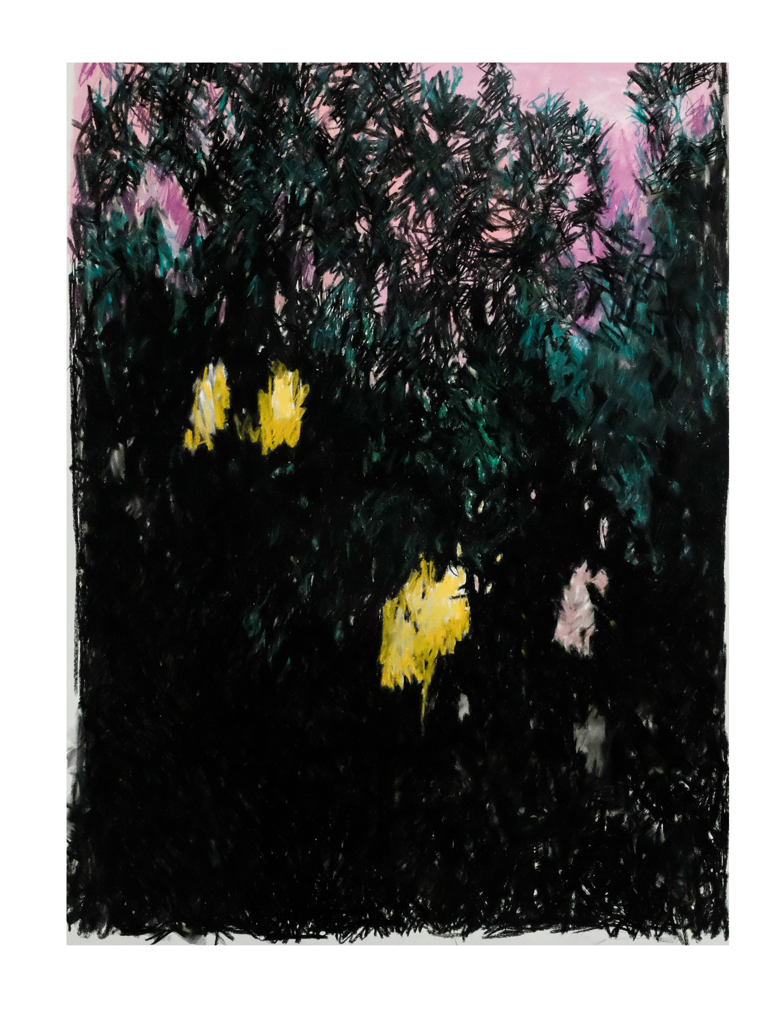 Faire Seanfhás - Old Growth Watch Nov. 2025
Charcoal & soft pastels on paper, 38 x 50"