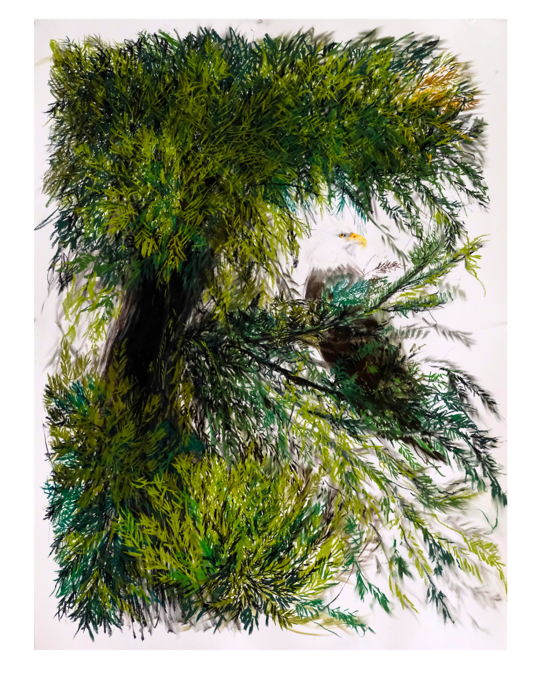 Eagle in Douglas Fir, Dec. 2025, soft pastels & charcoal on paper 2025, 38 x 50"