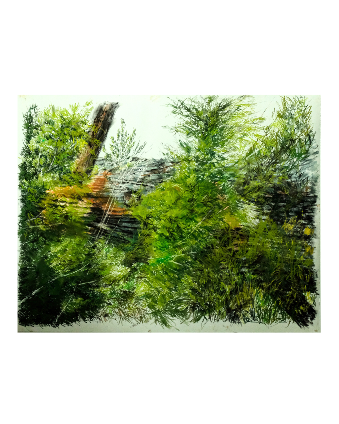 Crann Giúise - Fir Tree,  Oct. 2025, soft pastels & charcoal on paper, 38 x 50"