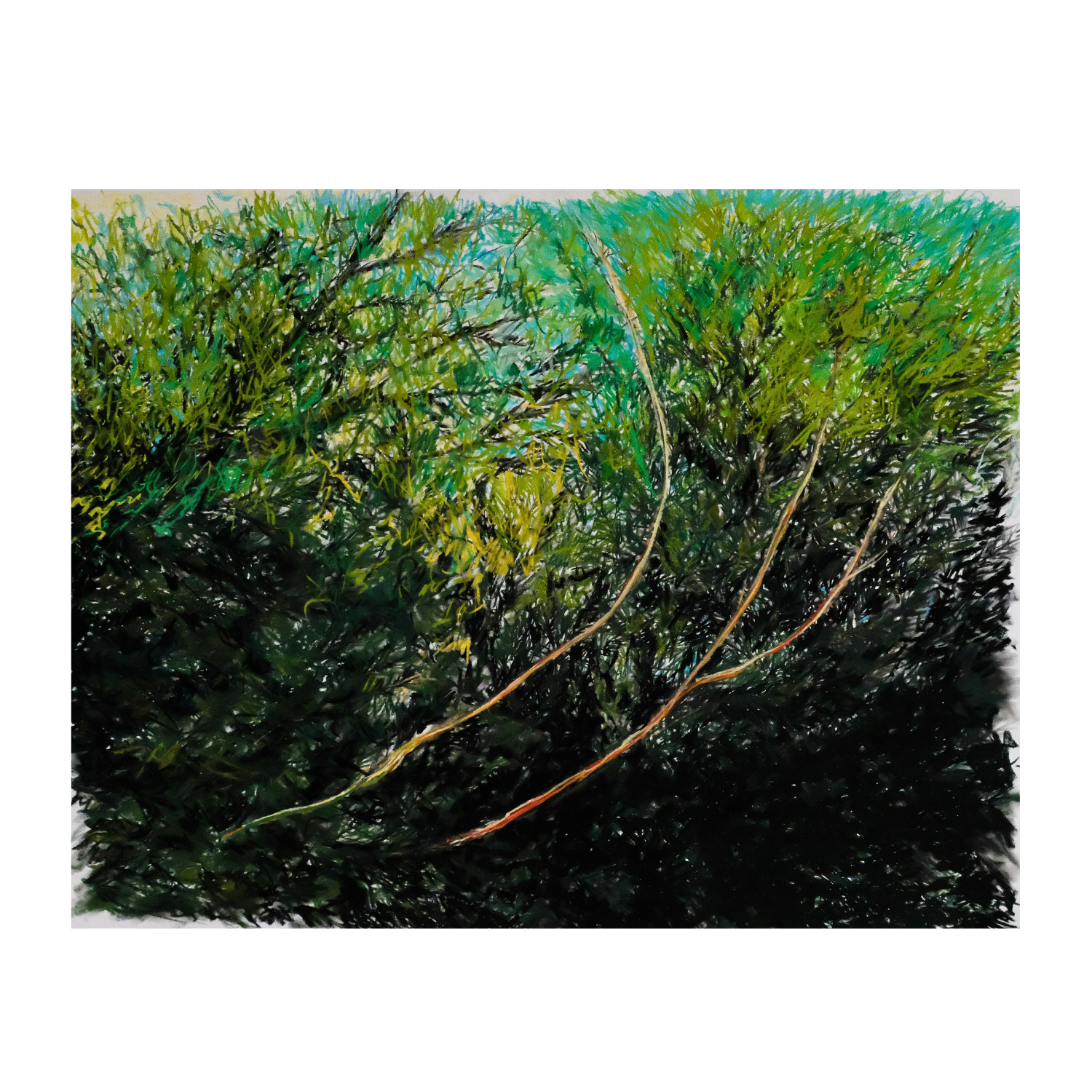 ‘Sapling' 2025 - soft pastels & charcoal on paper, 38 x 50” (unframed)