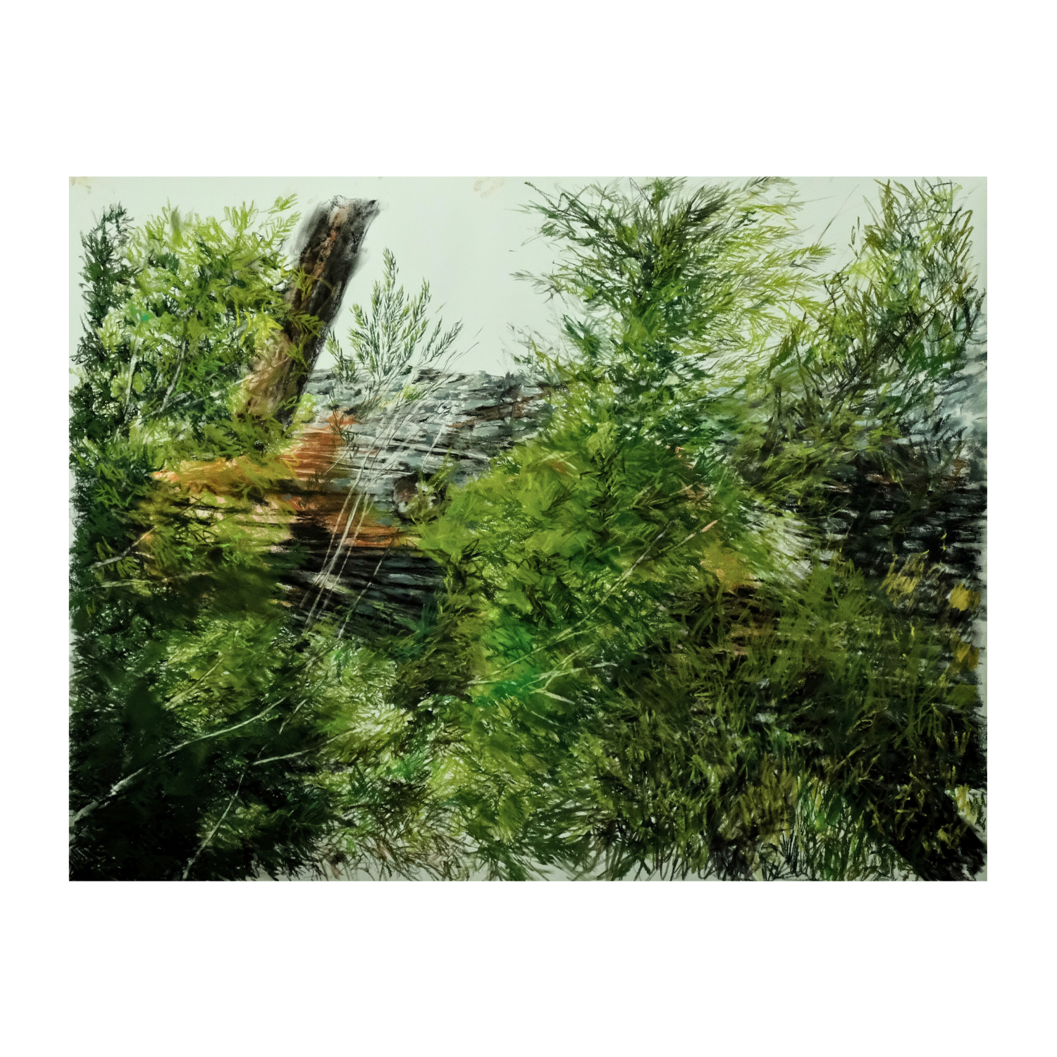 ‘Fir Tree’ 2025 - soft pastels & charcoal on paper, 38 x 50” (unframed)