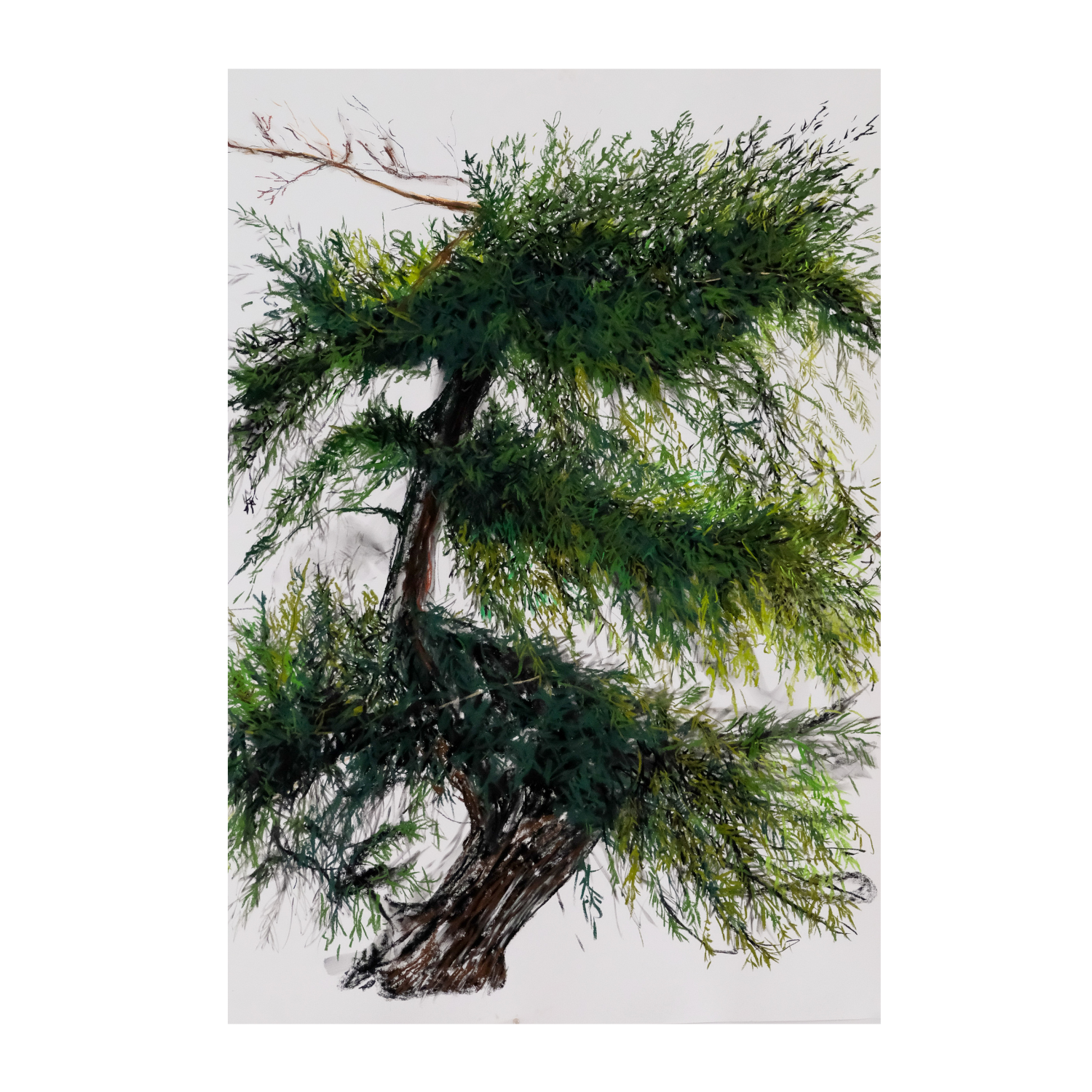 'Fir Tree’ 2025 - soft pastels & charcoal on paper, 38 x 50” (unframed)