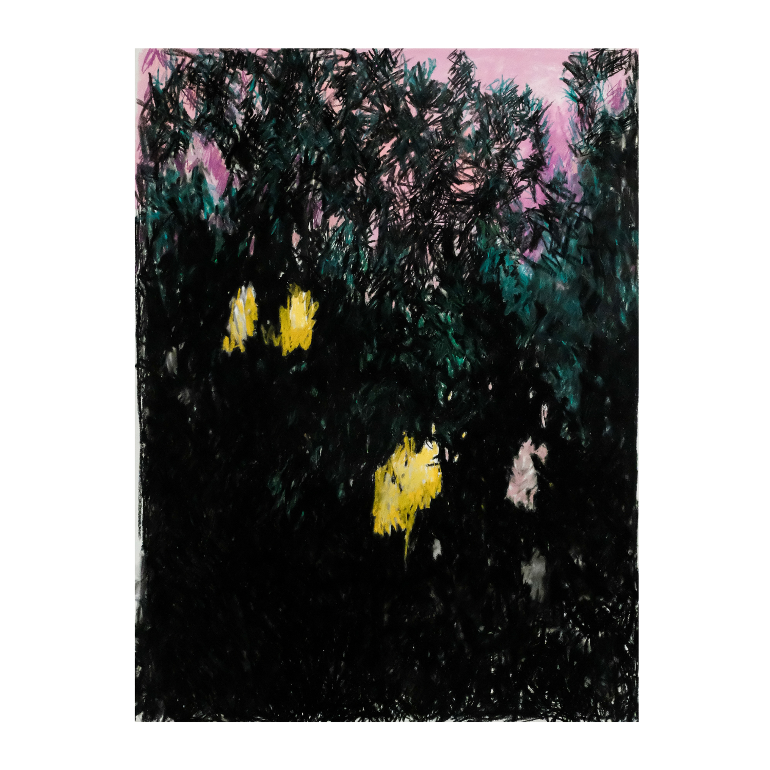 ‘Old Growth Watch’ 2025 - soft pastels & charcoal on paper, 38 x 50” (unframed)