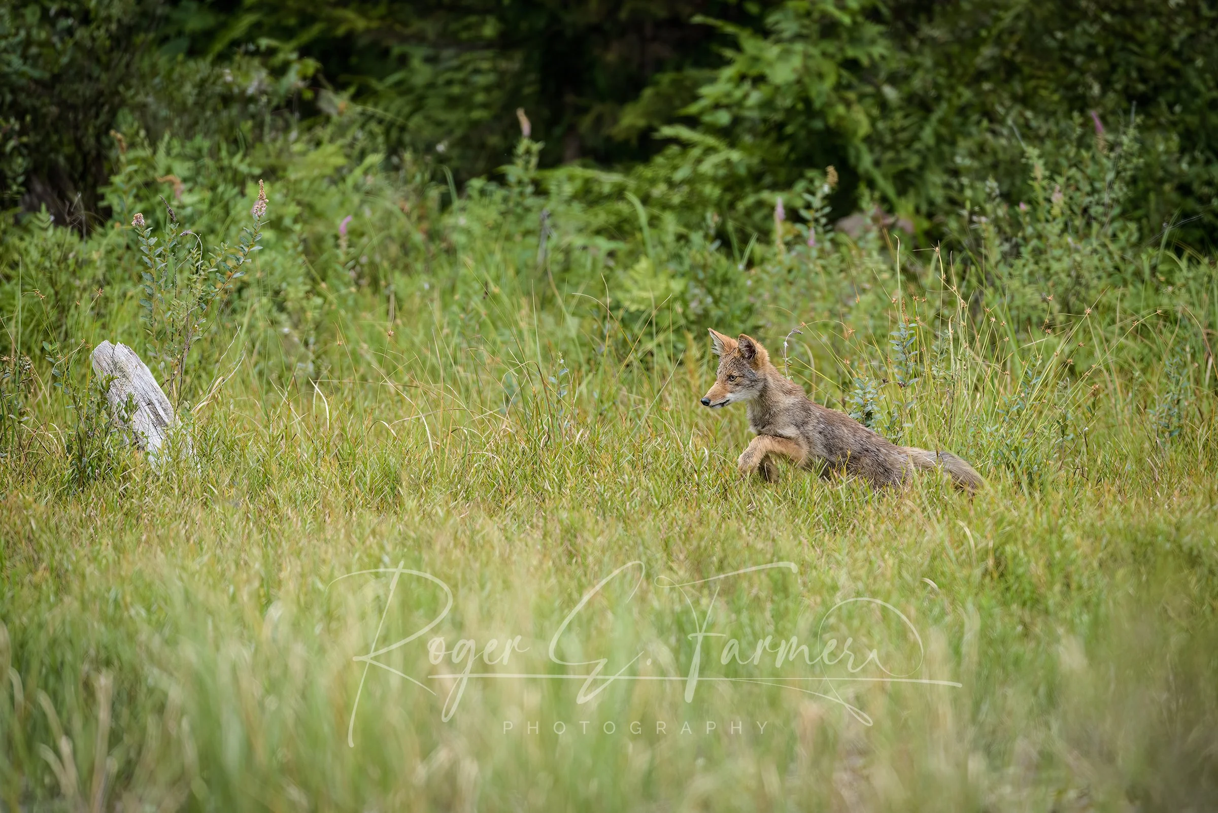 Coyote Pup