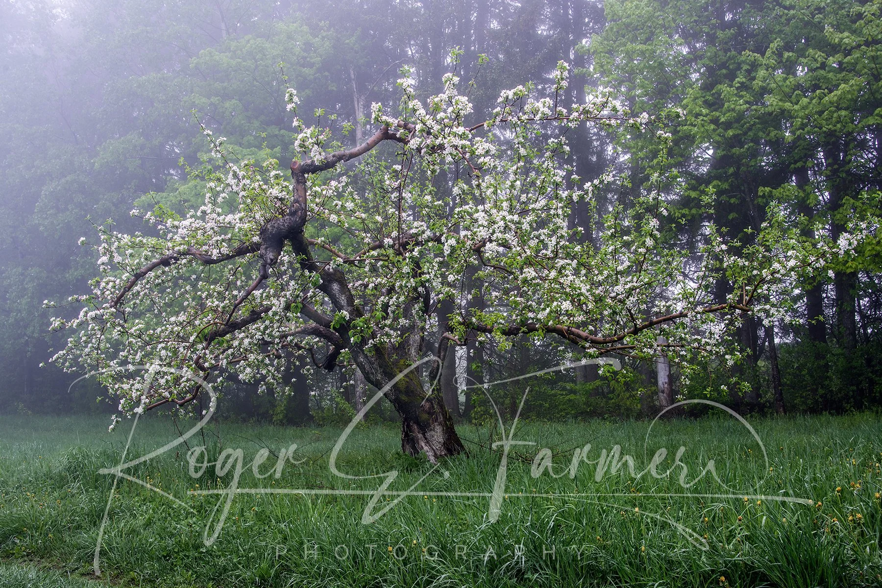 Apple Tree
