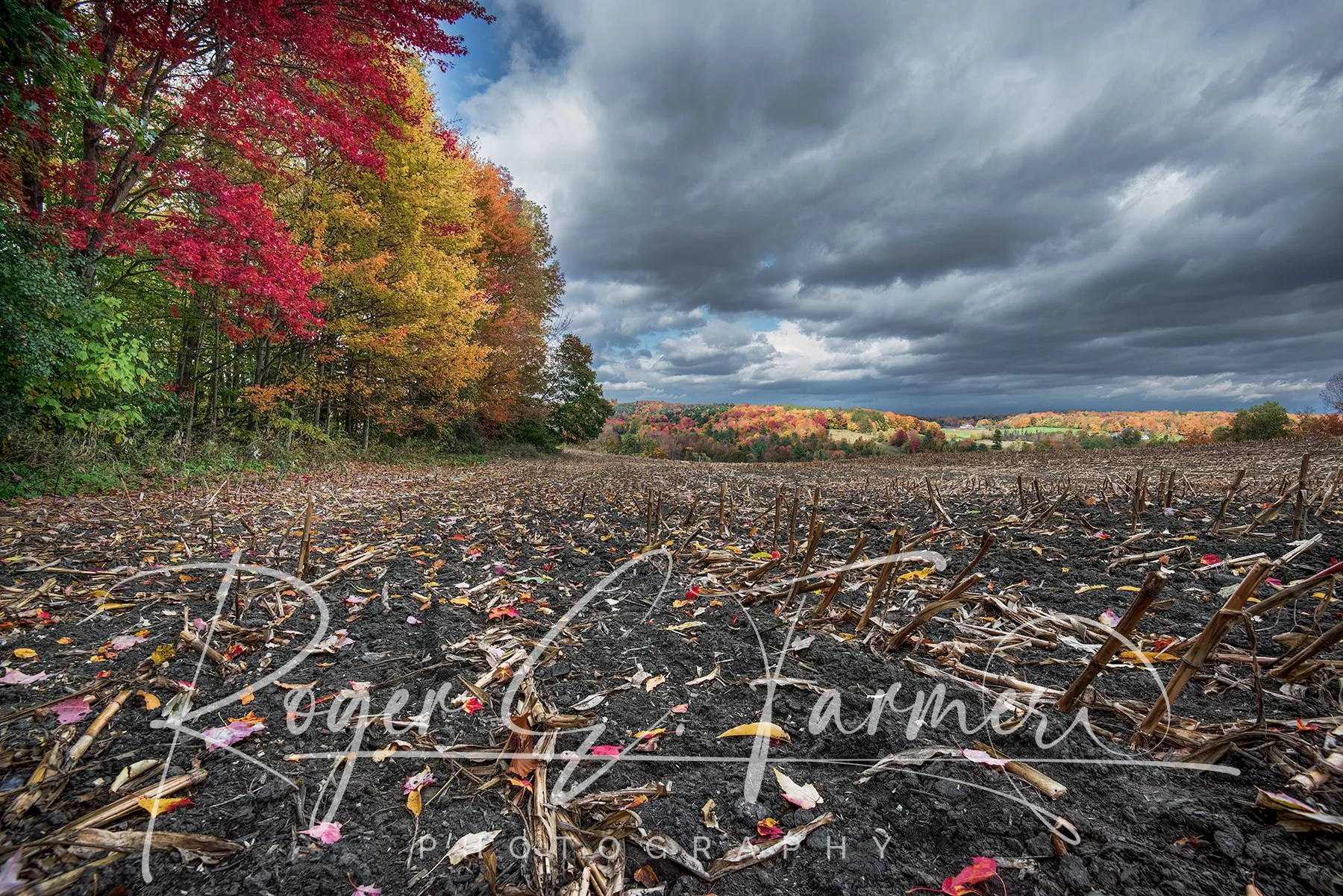 Fall Corn Field