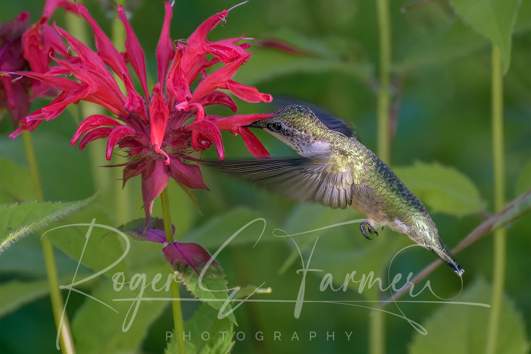 Hummingbird