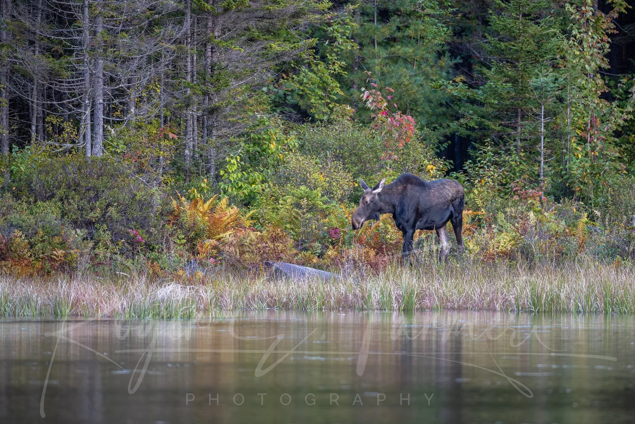 Cow+Moose-Watermark.jpg