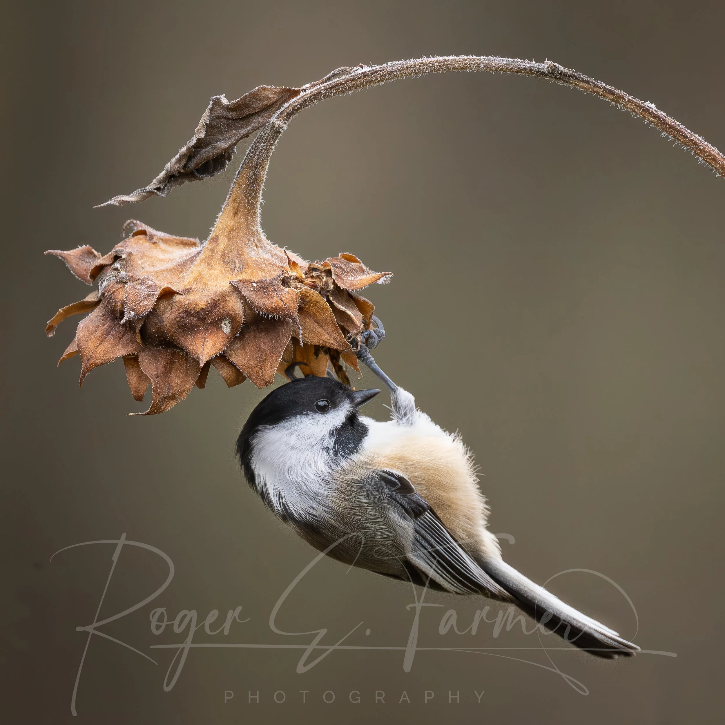 Chickadee Watermark.jpg