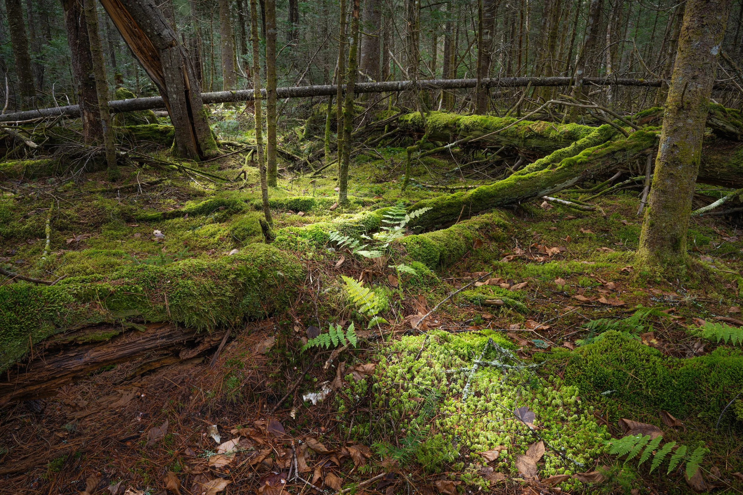 • Landscapes & Nature