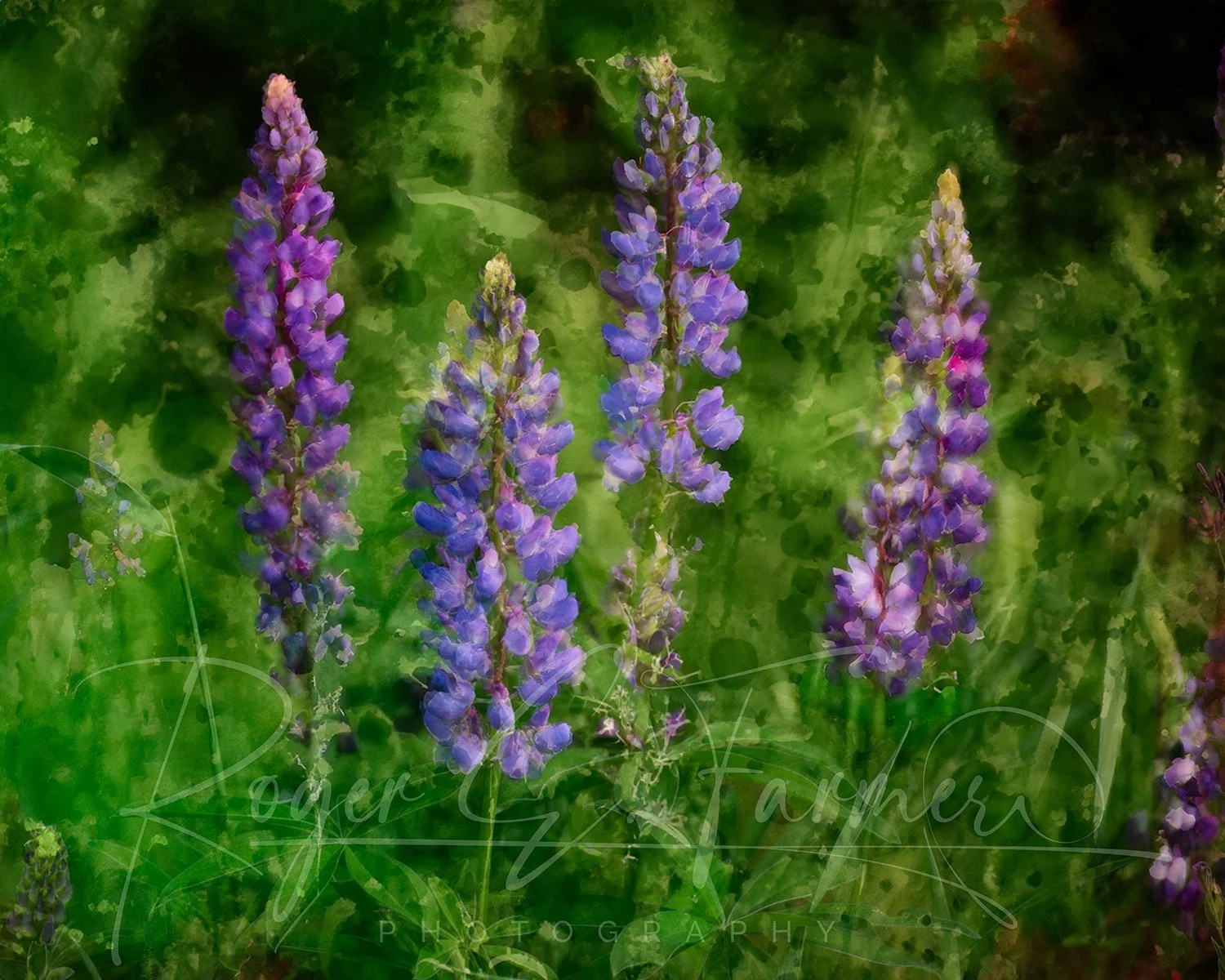 Lupines 20x16 Watermark@0.25x.jpg