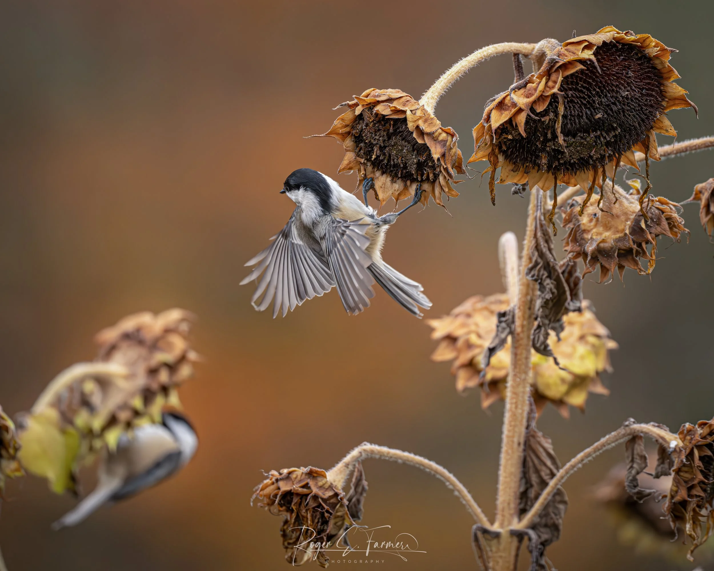 Sunflower and Chickadee Wings