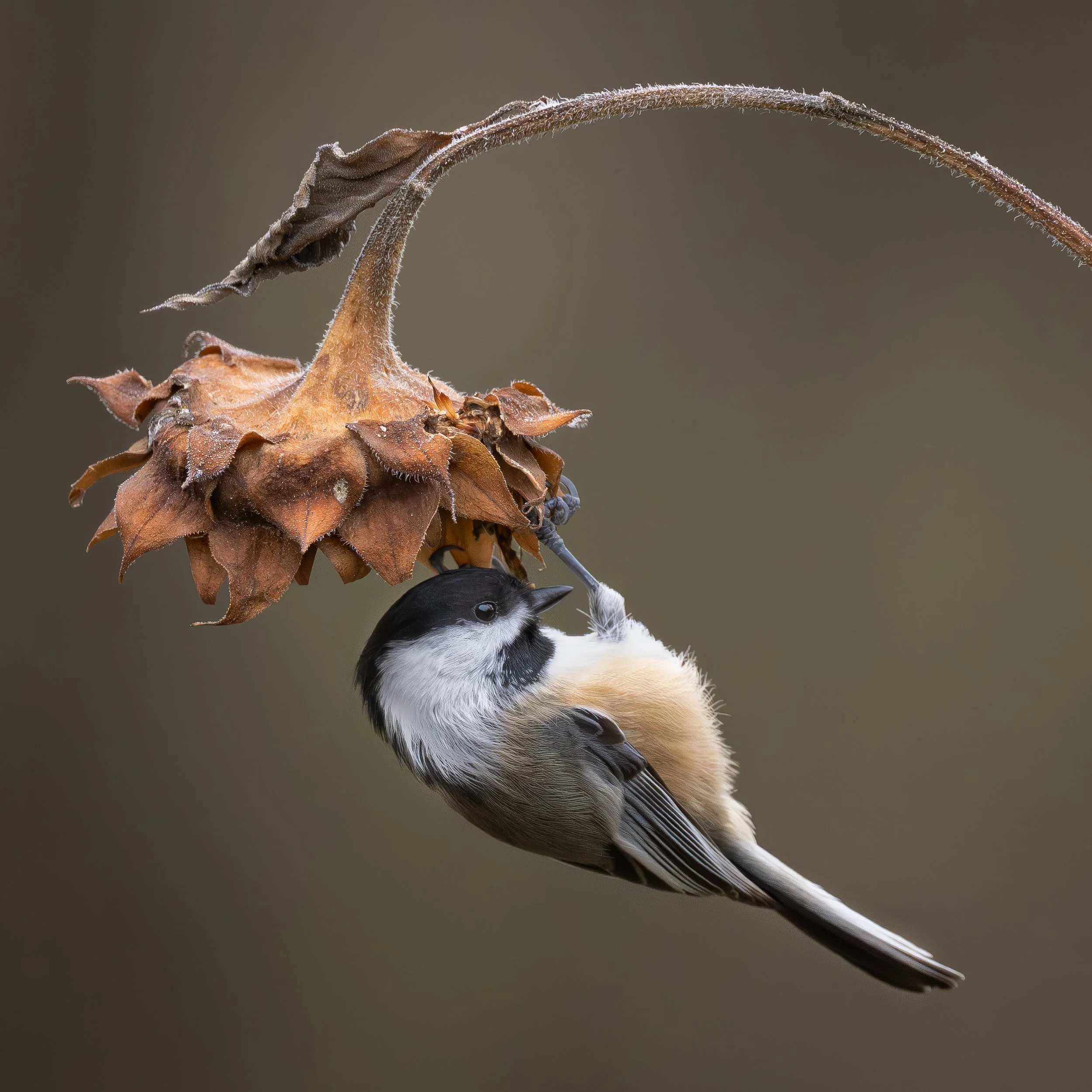 Last Sunflower Chickadee