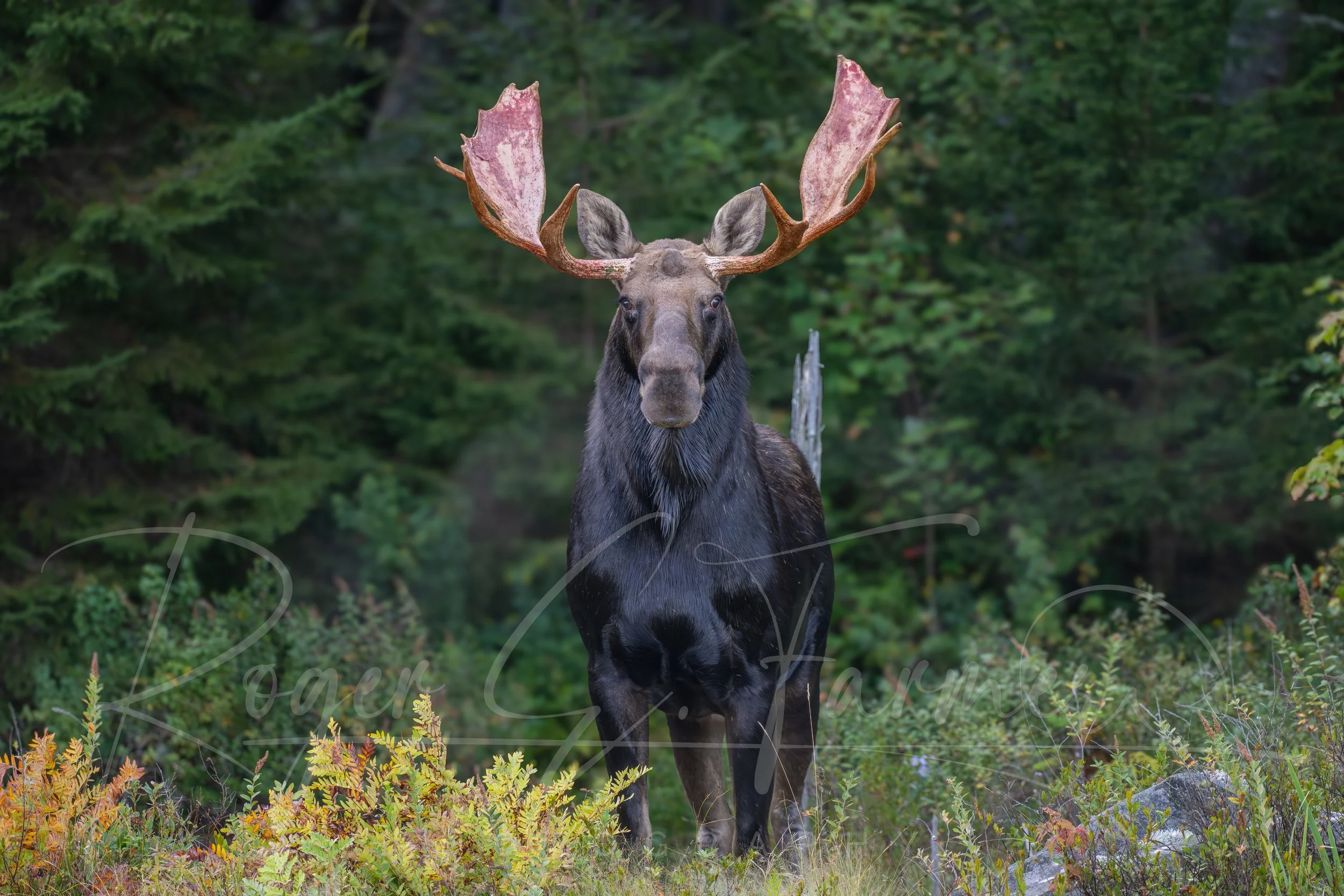 Inquisitive Bull Moose