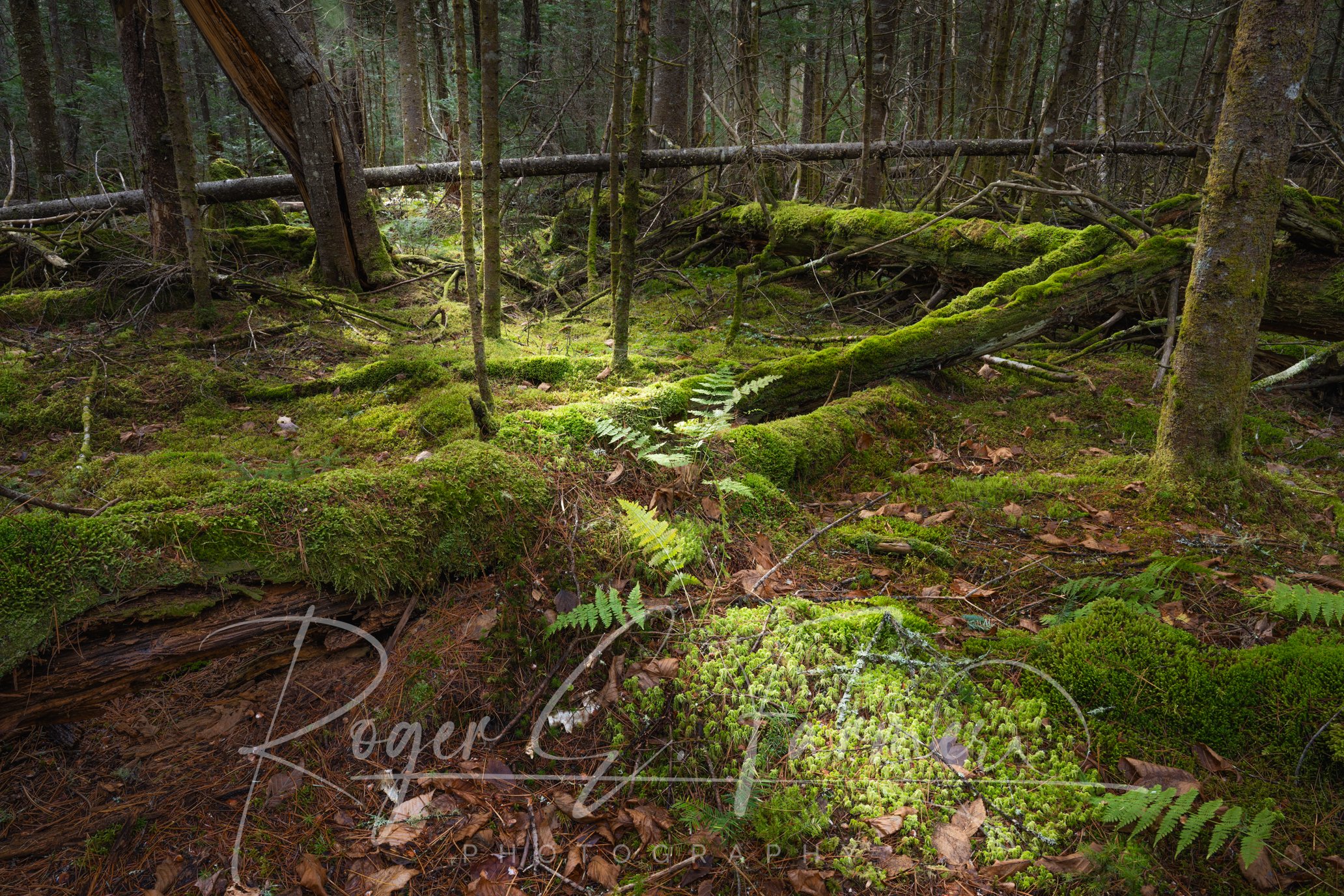 Moss1-Watermark.jpg