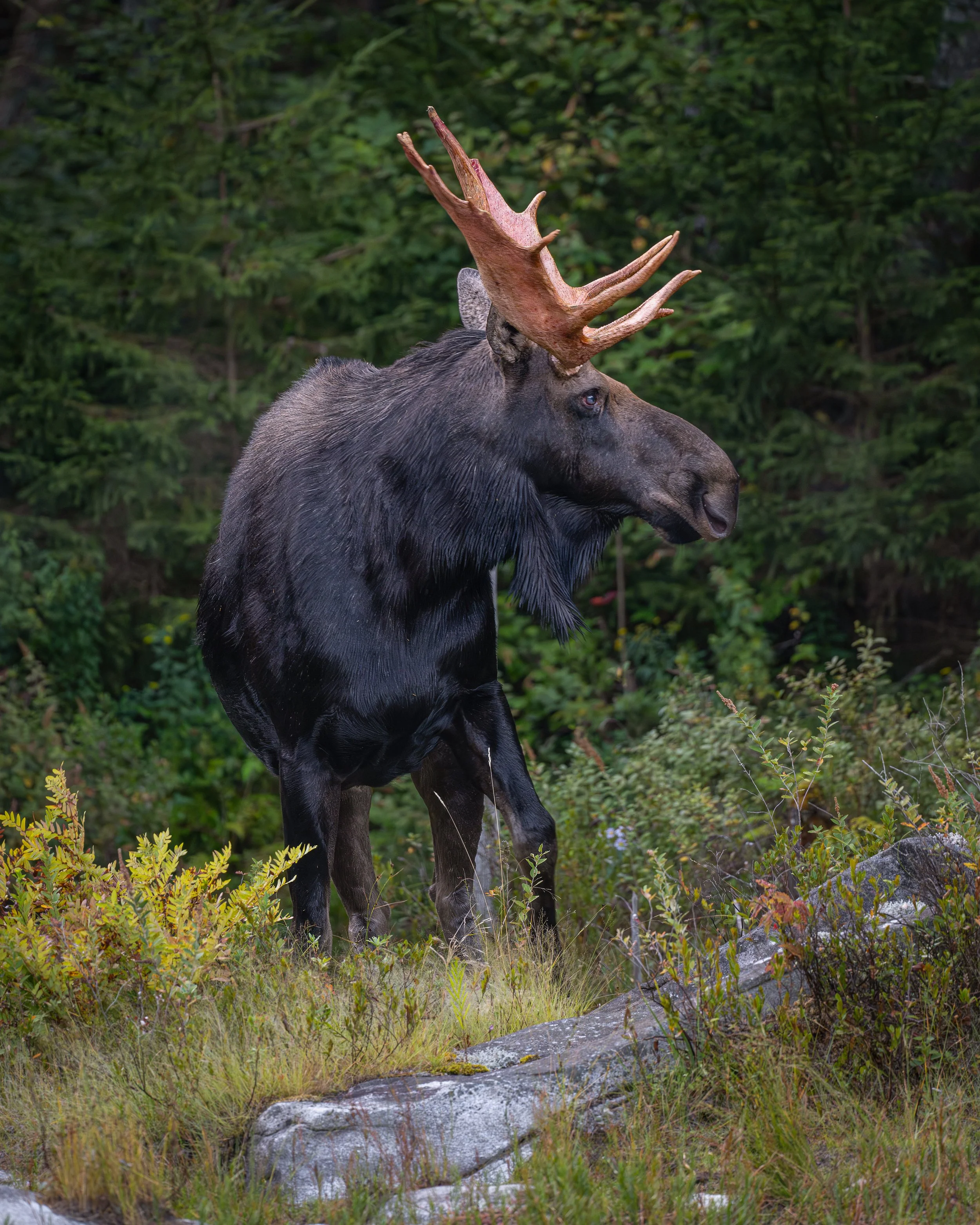 Bull Moose Side Profile
