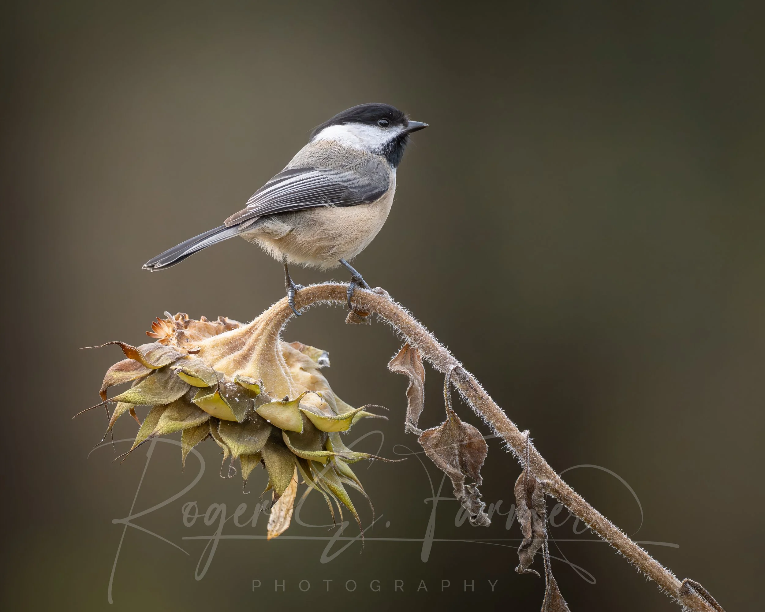 Chickadee Watermark.jpg