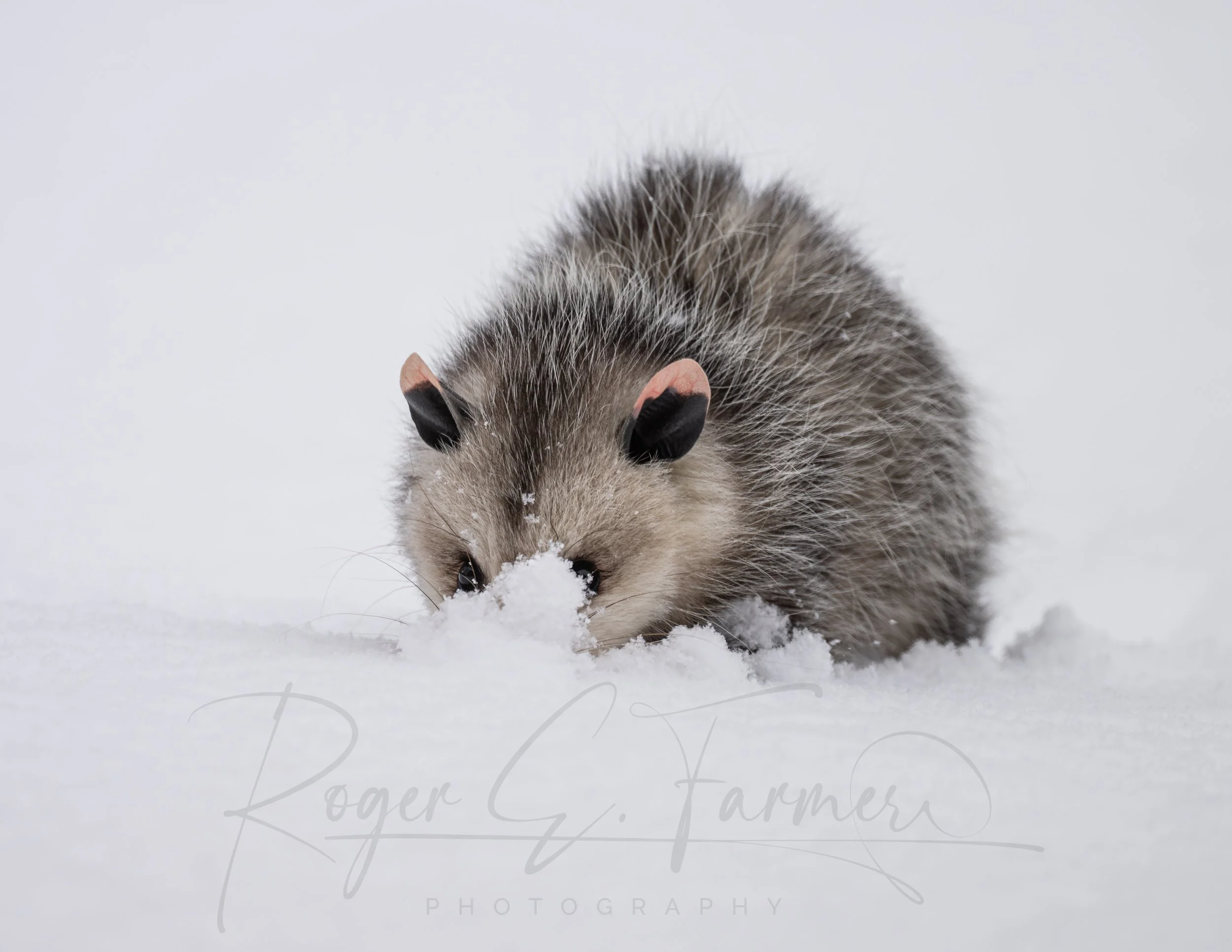 Opossum in the Snow
