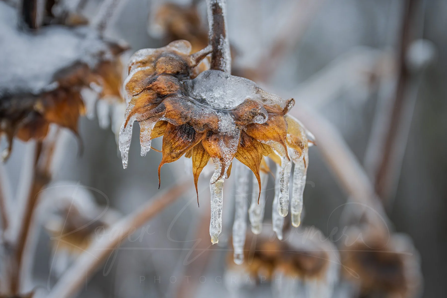 _24x16 Watermark@0.25x.jpg