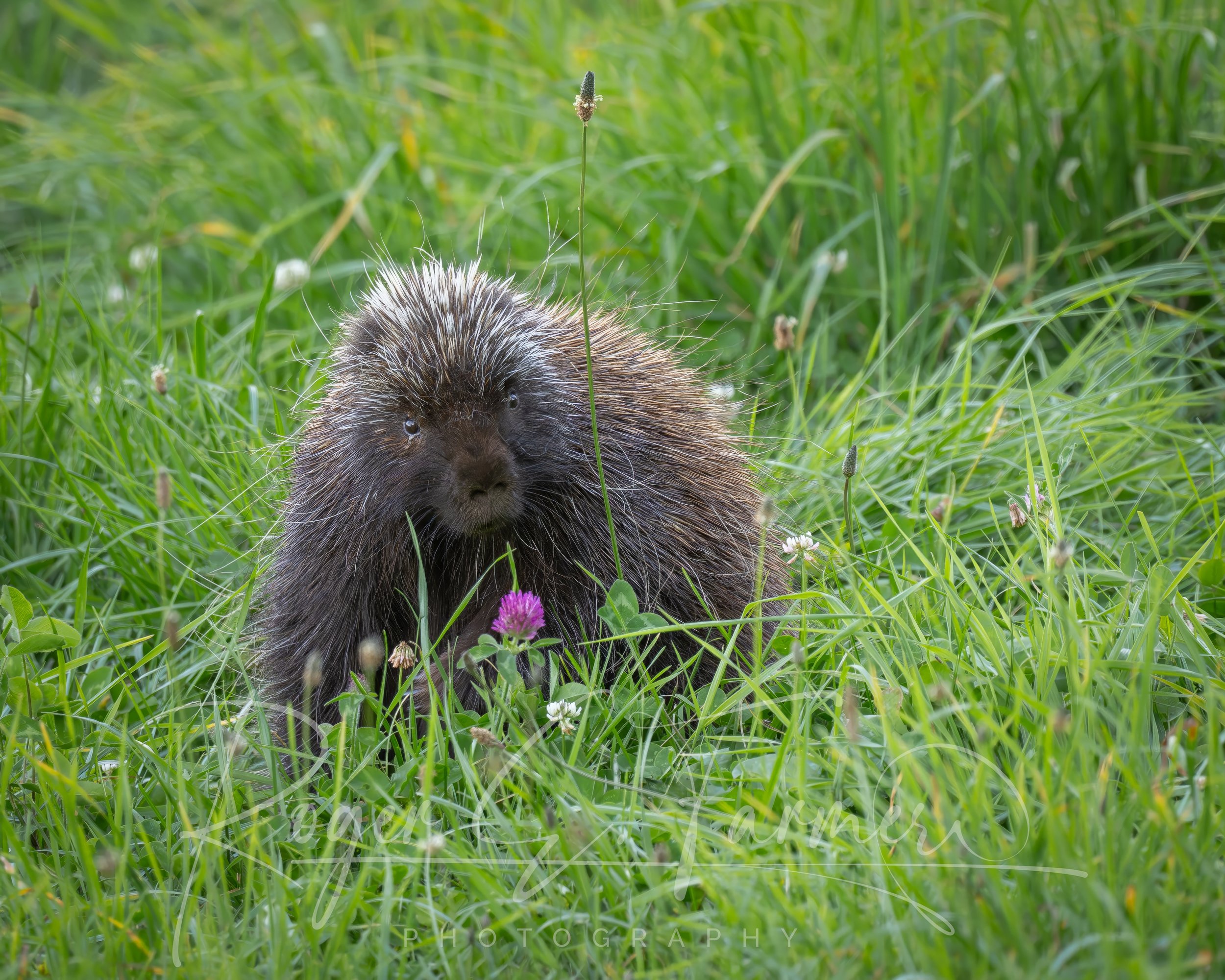 Porcupine Clover Watermark.jpg
