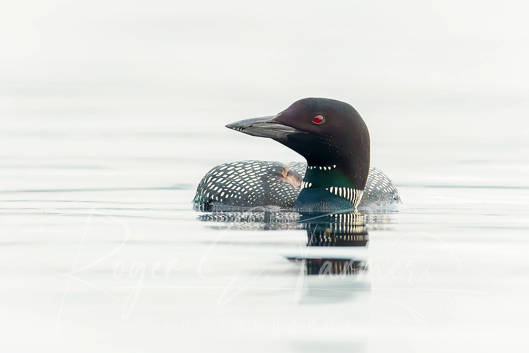 Loon 16x24 Watermark@0.25x.jpg