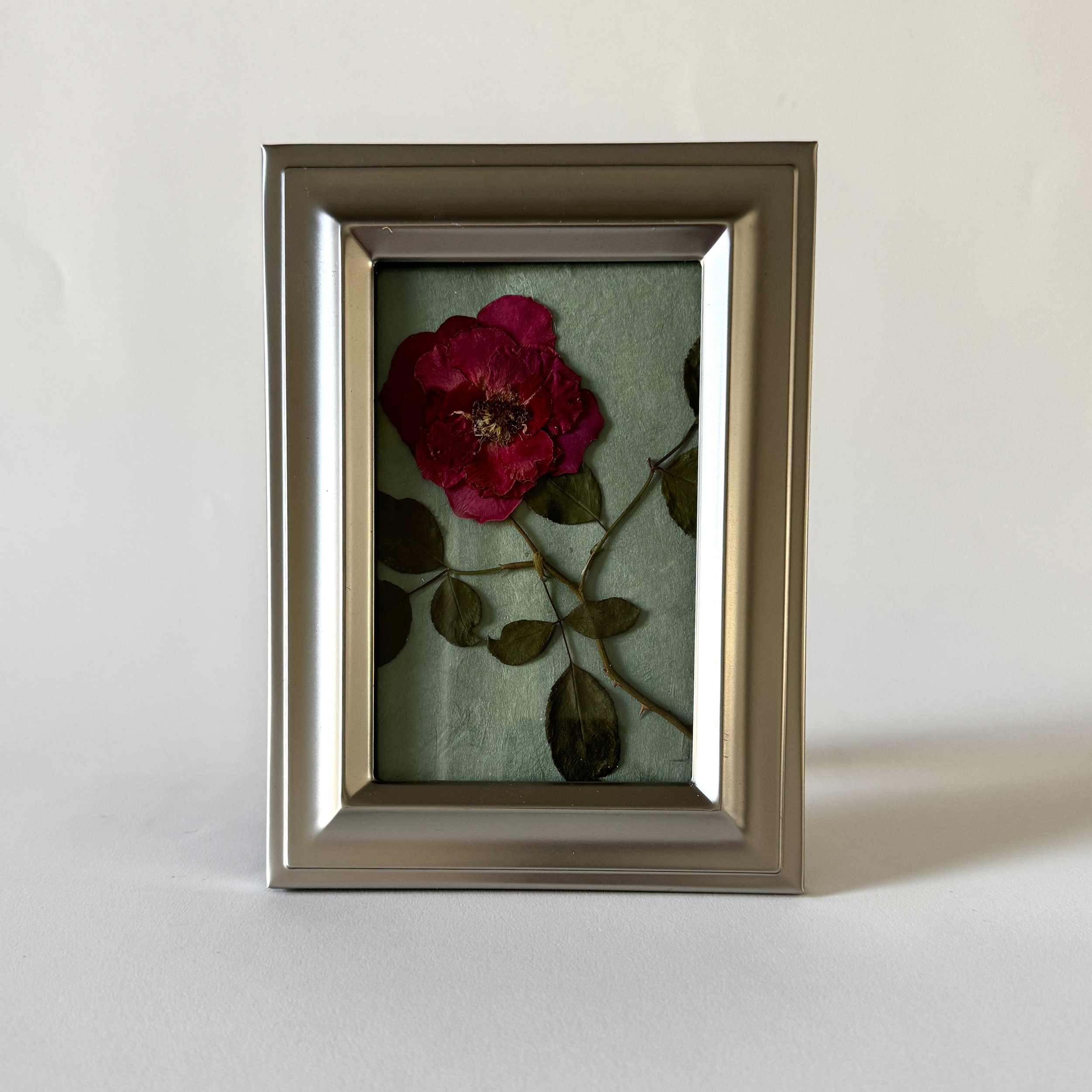 Pressed Flower Rose - 4"x6"
