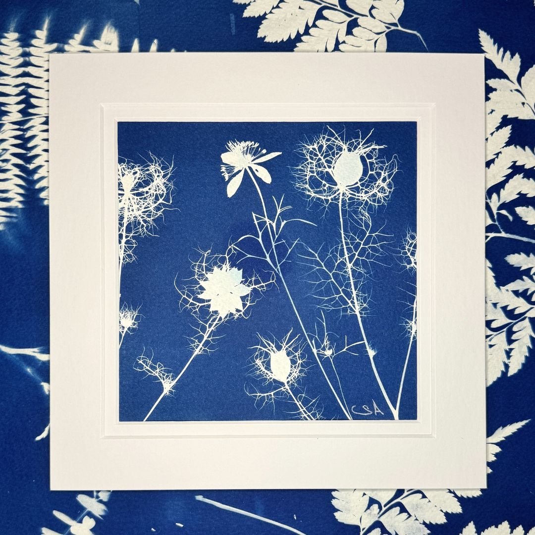 Love in a Mist-Cyanotype Art (Copy)
