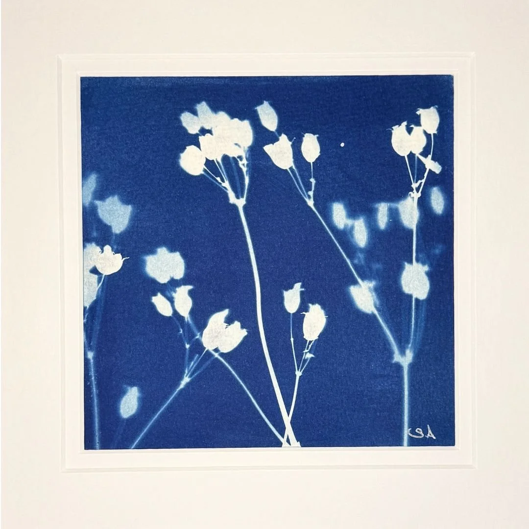 Blushing Lantern Seed Pods-Cyanotype Art