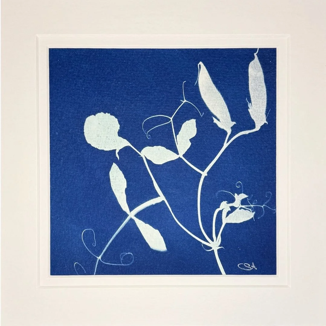 Sweet Pea - Cyanotype Art