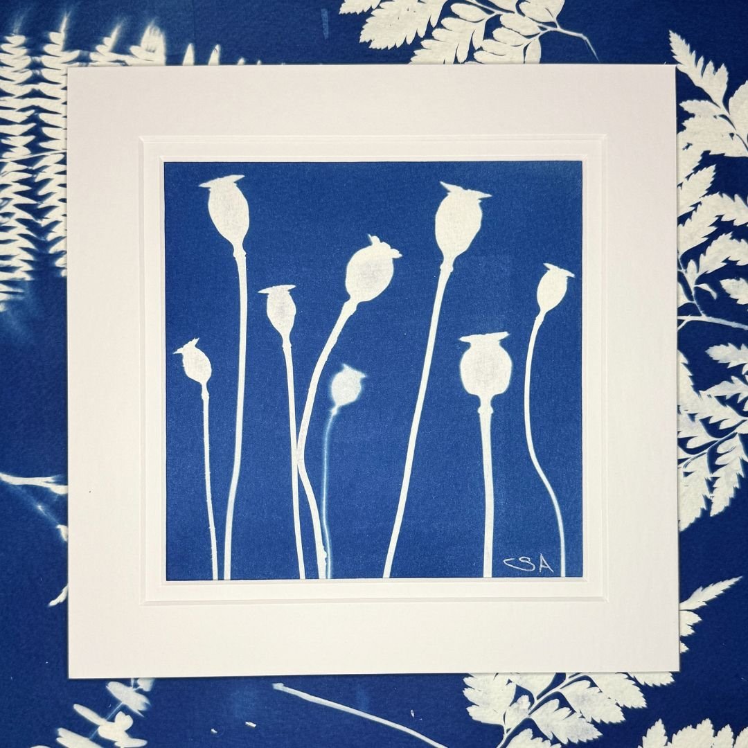 Poppy Seed Pods-Cyanotype Art