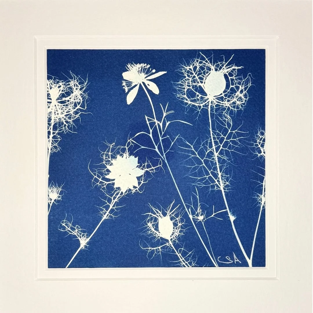 Love in a Mist-Cyanotype Art (Copy)