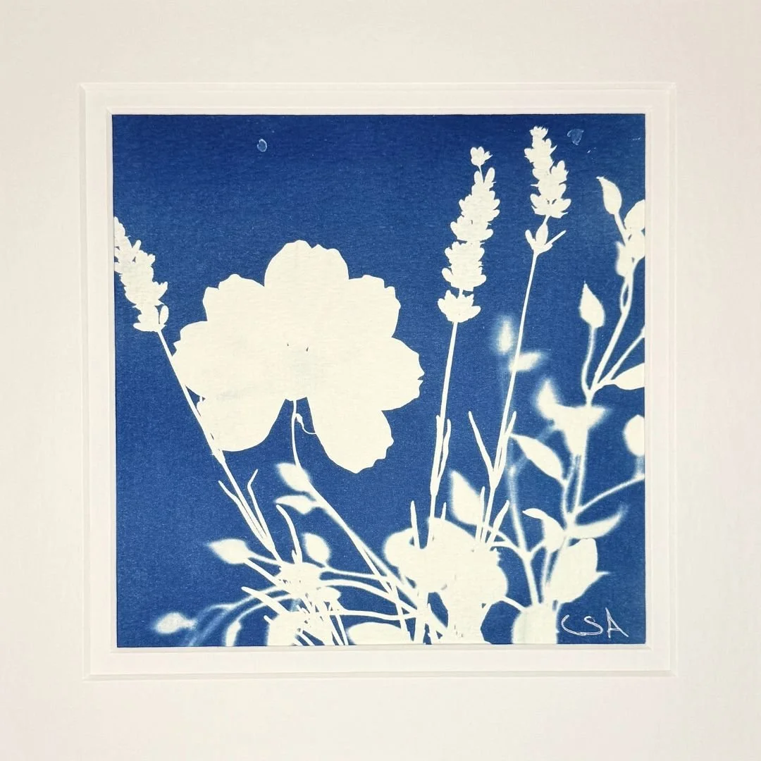 Cosmos & Lavender - Cyanotype Art