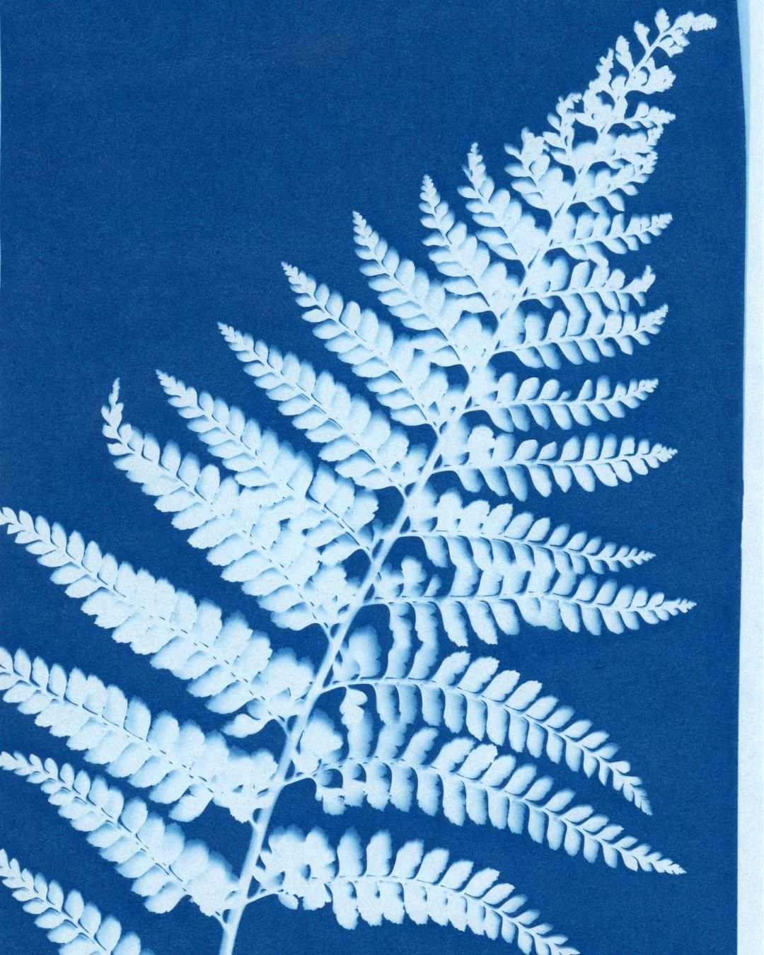 Cyanotype Printing