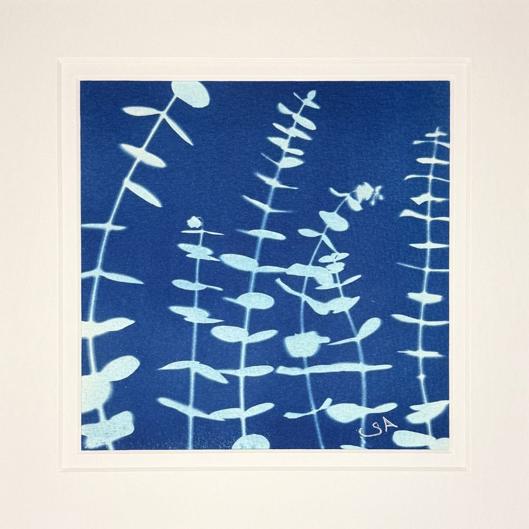 Eucalyptus- Cyanotype Art