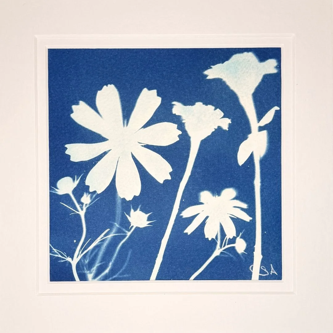 Cosmos & Zinnia -Cyanotype Art
