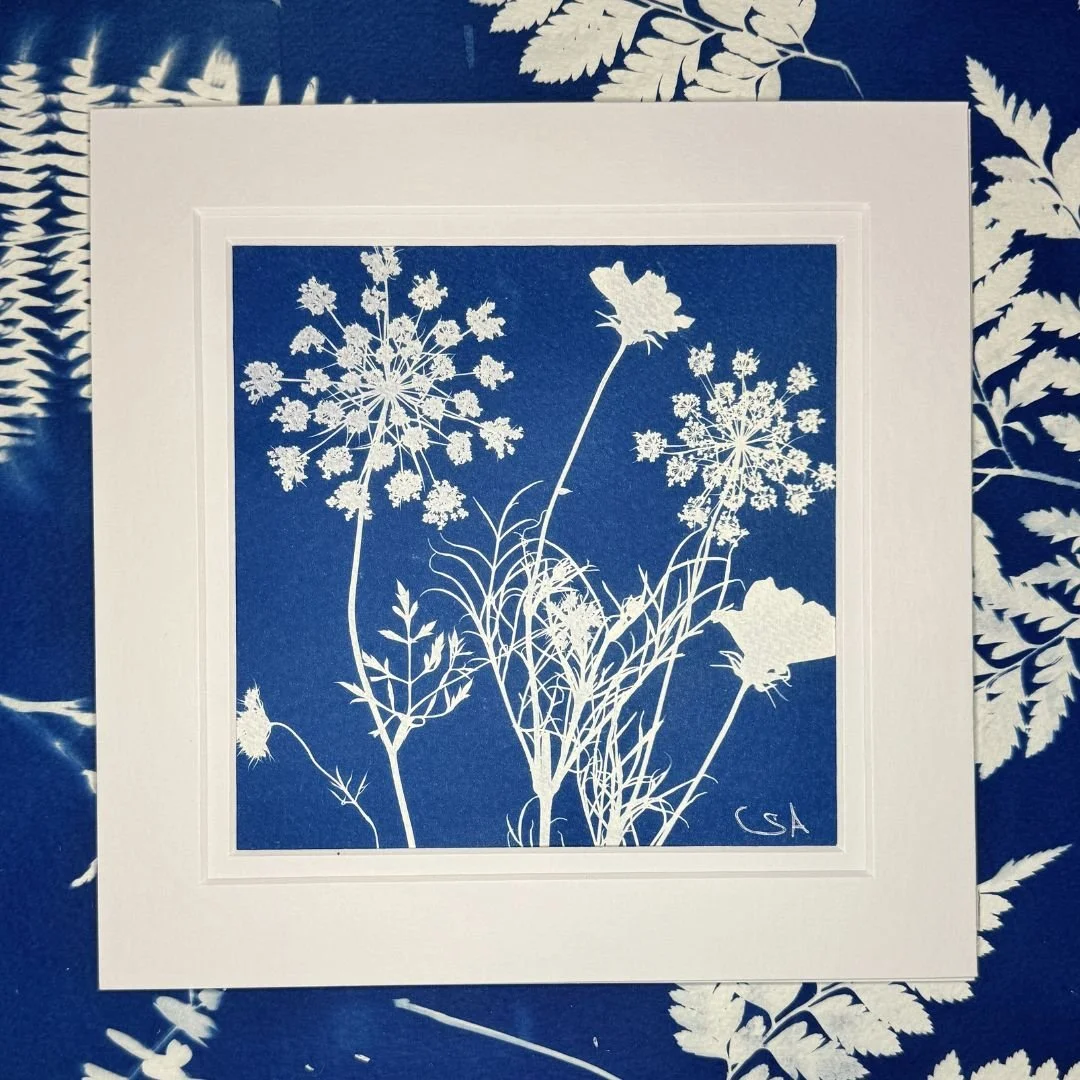 Chocolate Lace flower- Cyanotype Art