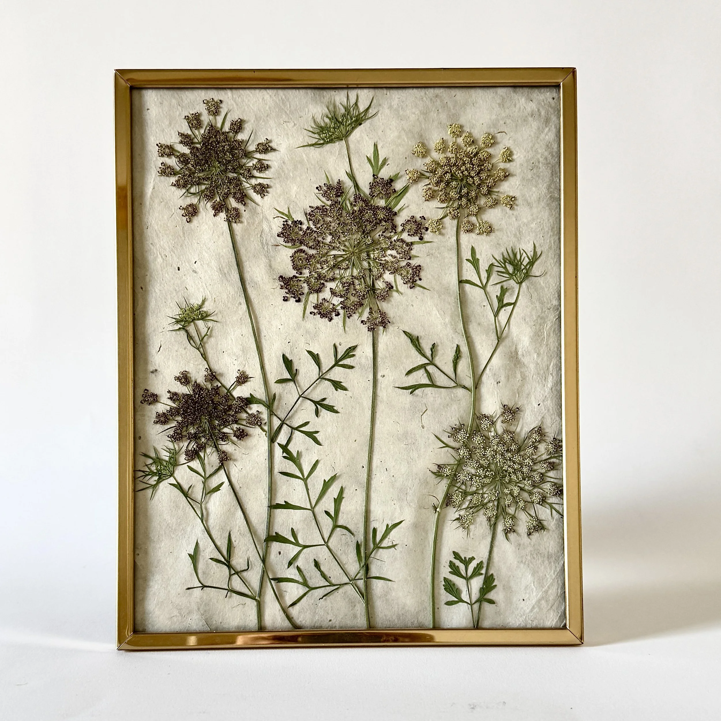 Pressed Flower Chocolate Lace Flower- 8x10"