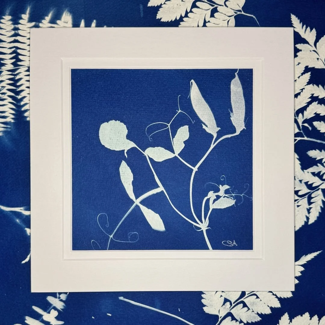 Sweet Pea - Cyanotype Art